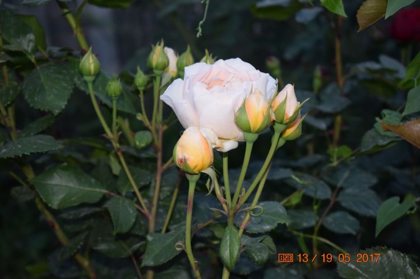  - TRANDAFIRI DE POVESTE I