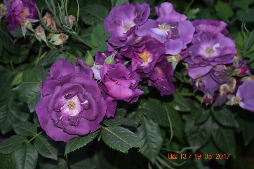  - TRANDAFIRI DE POVESTE I