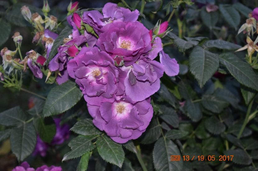  - TRANDAFIRI DE POVESTE I