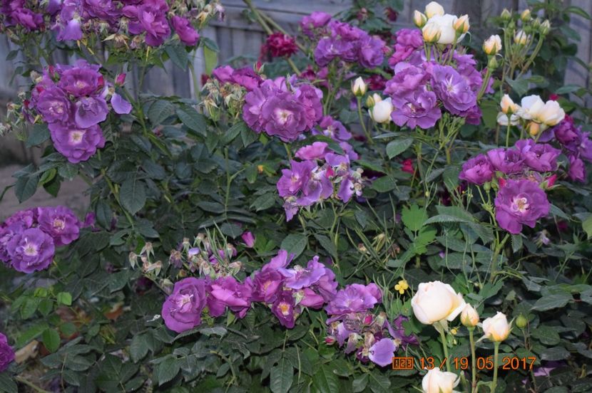  - TRANDAFIRI DE POVESTE I