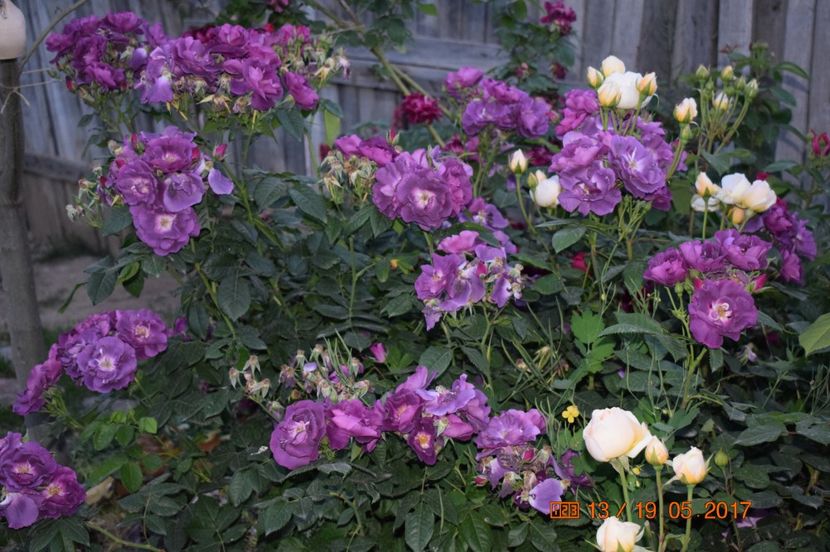  - TRANDAFIRI DE POVESTE I