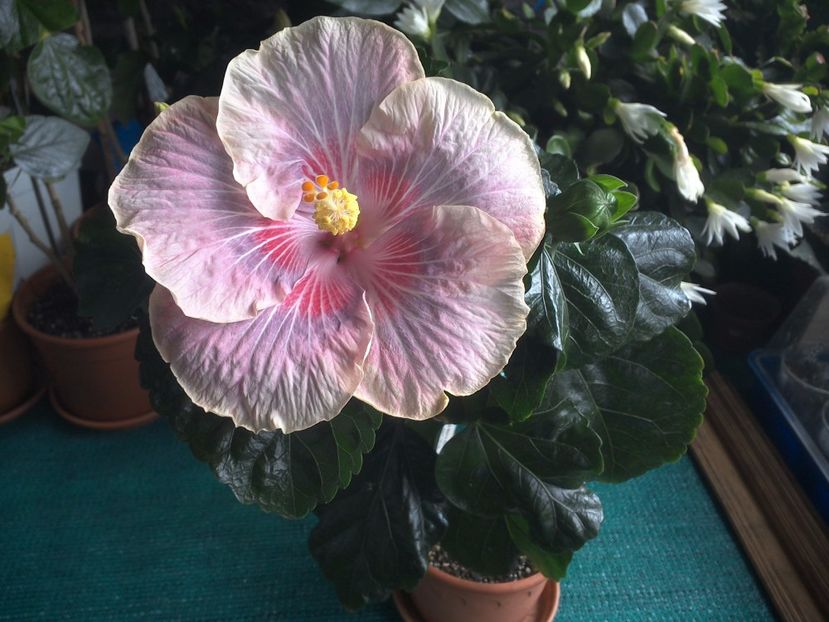 WIN_20170709_103611 - Barry Schlueter