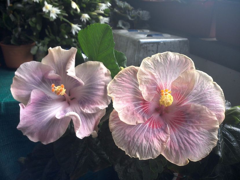 WIN_20170709_103348 - 03Hibiscus