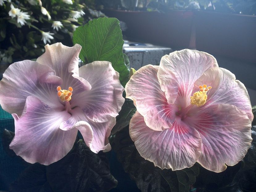 WIN_20170709_103354 - 03Hibiscus