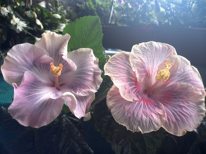 WIN_20170709_103359 - 03Hibiscus