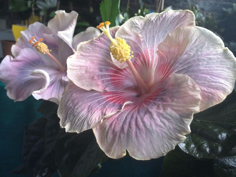 WIN_20170709_103412 - 03Hibiscus