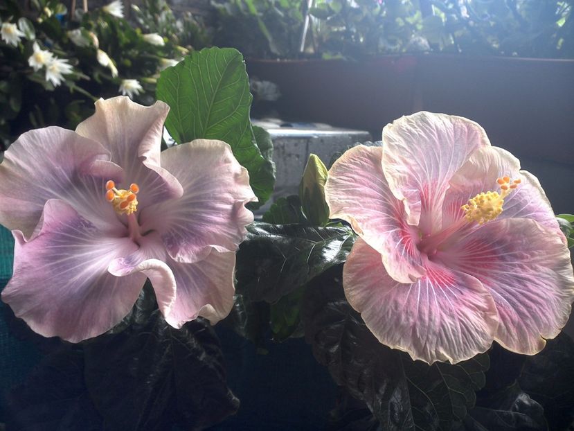 WIN_20170709_103431 - 03Hibiscus