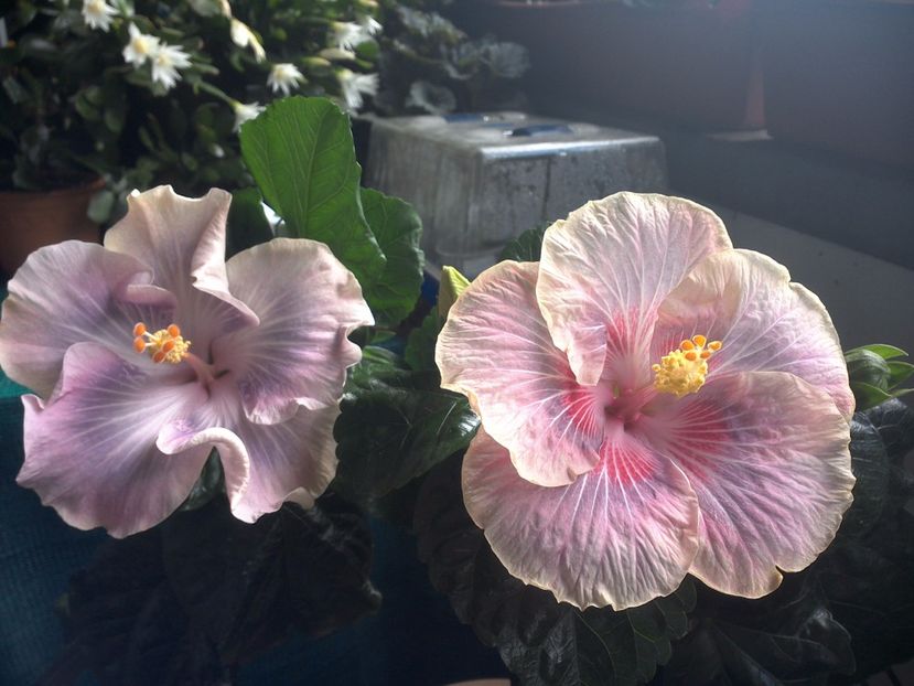 WIN_20170709_103435 - 03Hibiscus