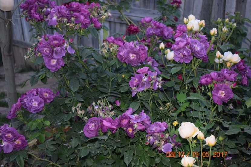  - TRANDAFIRI DE POVESTE I