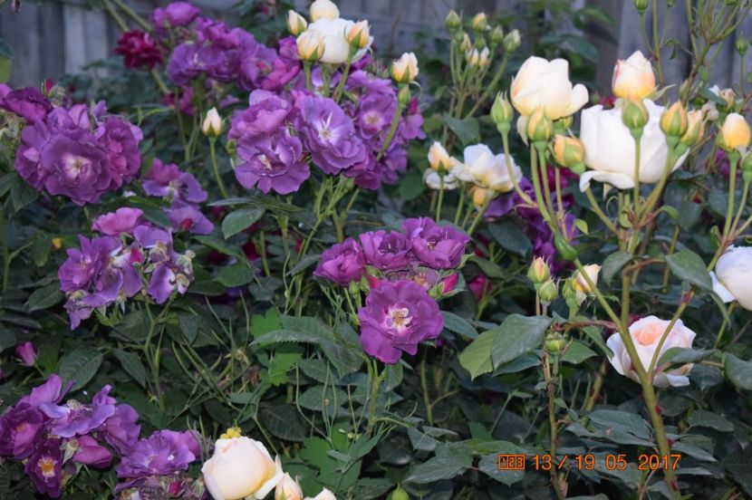  - TRANDAFIRI DE POVESTE I