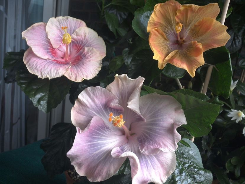 WIN_20170709_102805 - 03Hibiscus