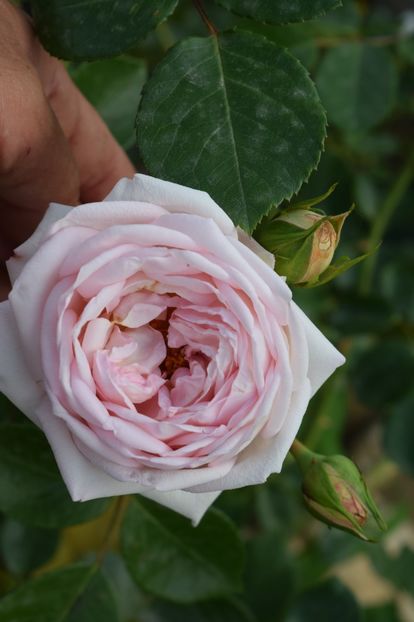  - TRANDAFIRI DE POVESTE I