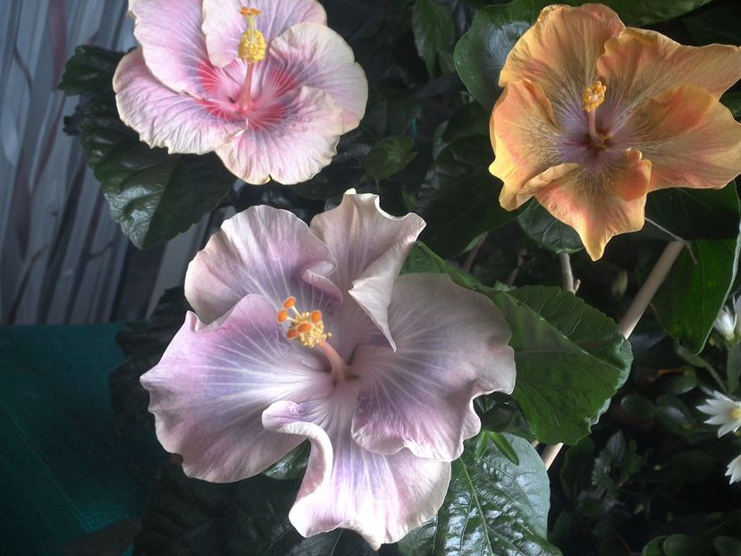 WIN_20170709_102814 - 03Hibiscus