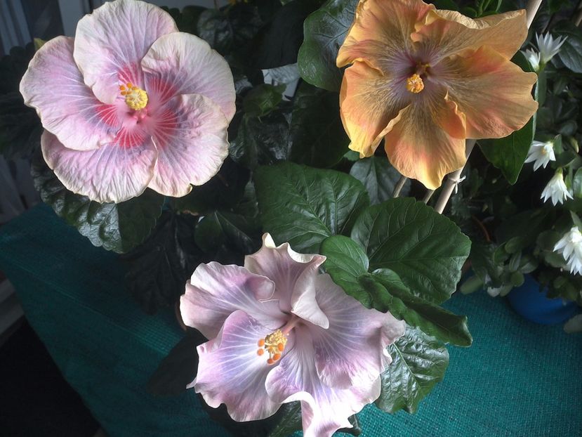 WIN_20170709_102820 - 03Hibiscus