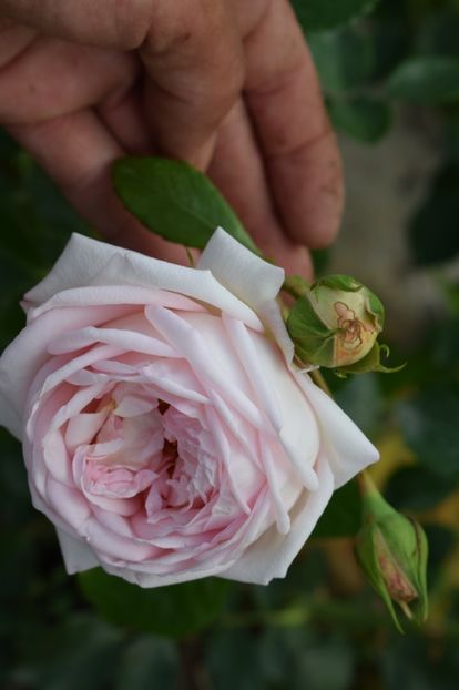  - TRANDAFIRI DE POVESTE I