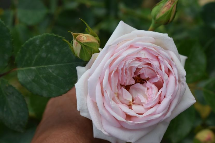  - TRANDAFIRI DE POVESTE I