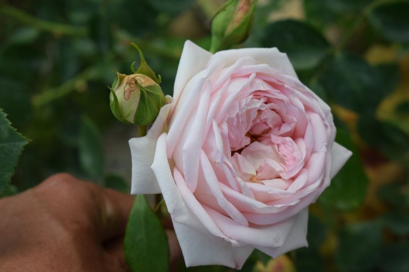  - TRANDAFIRI DE POVESTE I