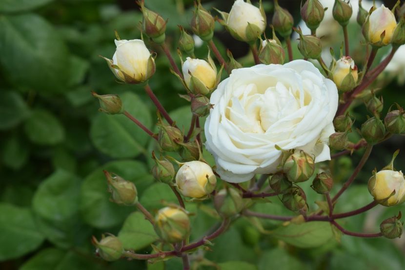  - TRANDAFIRI DE POVESTE I