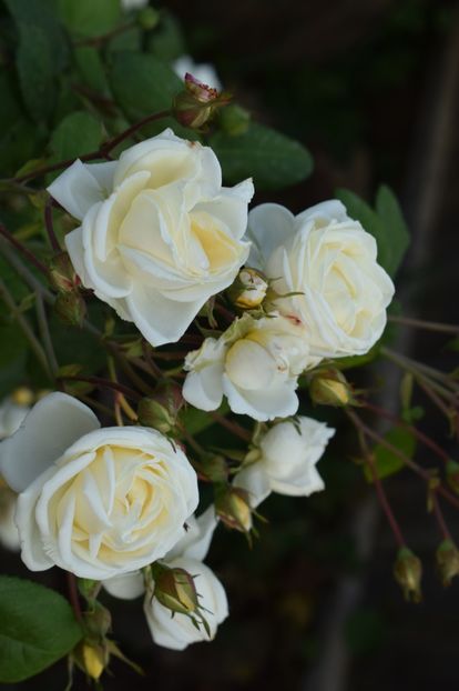  - TRANDAFIRI DE POVESTE I