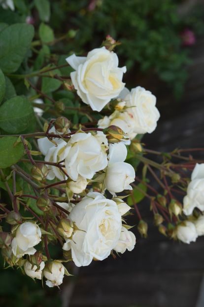  - TRANDAFIRI DE POVESTE I