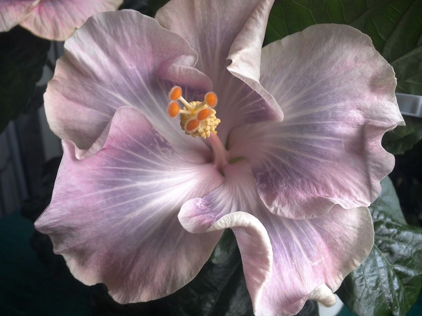 WIN_20170709_102715 - Tahitian Princess