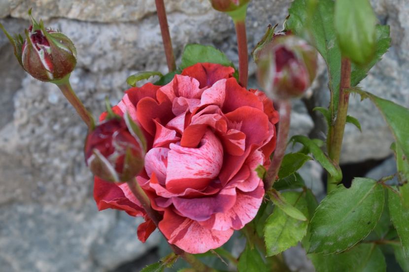  - TRANDAFIRI DE POVESTE I