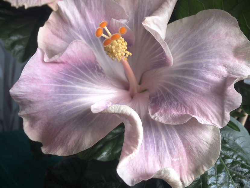 WIN_20170709_102730 - Tahitian Princess