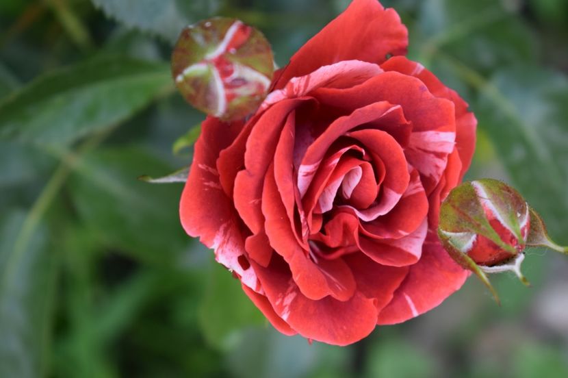  - TRANDAFIRI DE POVESTE I