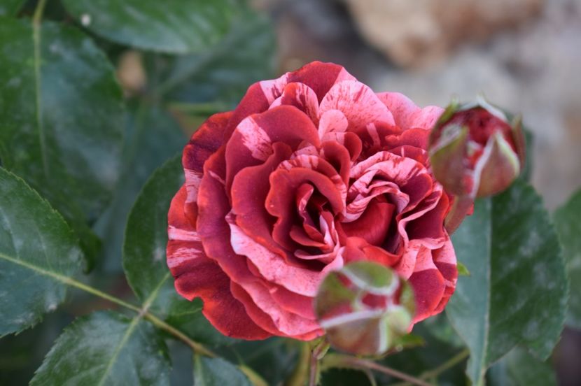  - TRANDAFIRI DE POVESTE I