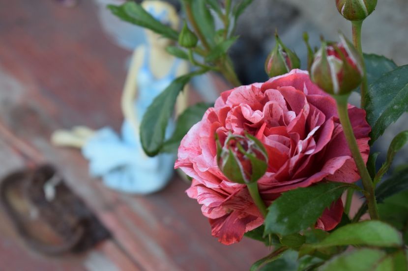  - TRANDAFIRI DE POVESTE I