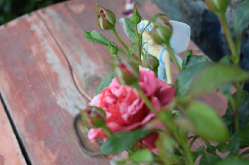  - TRANDAFIRI DE POVESTE I