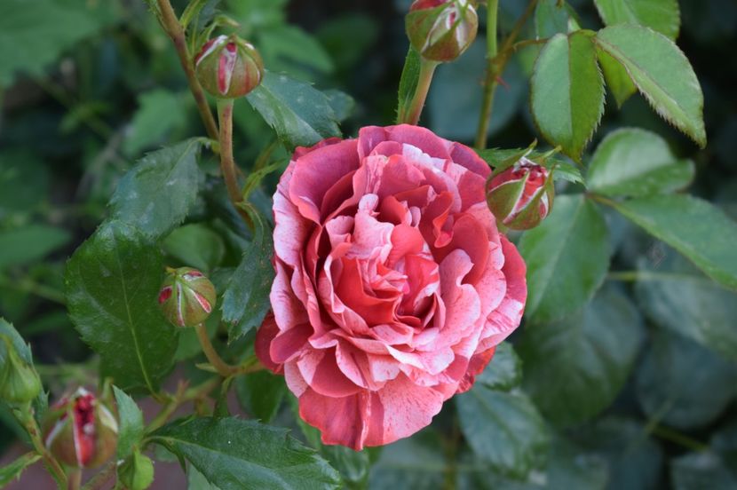  - TRANDAFIRI DE POVESTE I