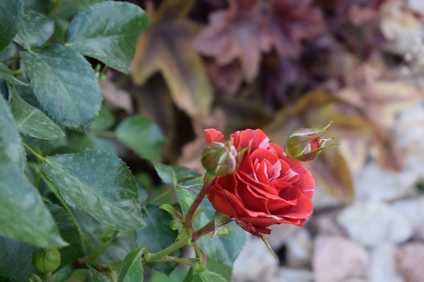  - TRANDAFIRI DE POVESTE I