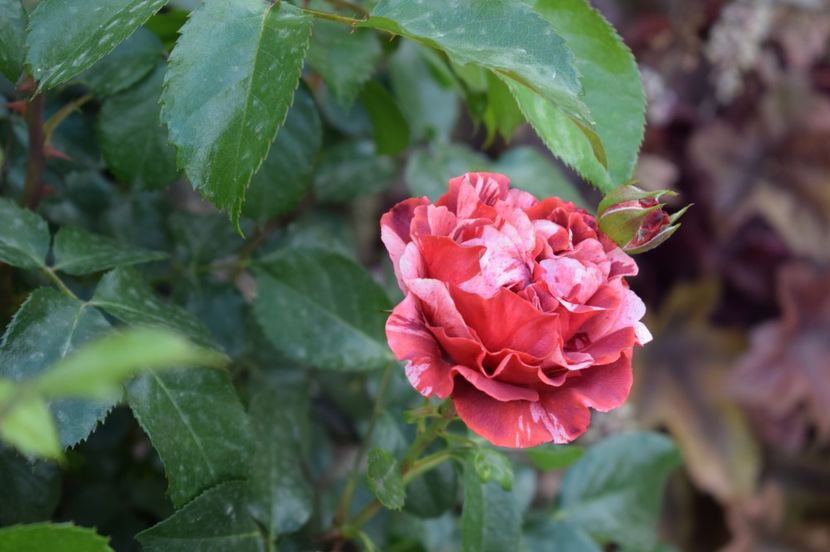  - TRANDAFIRI DE POVESTE I