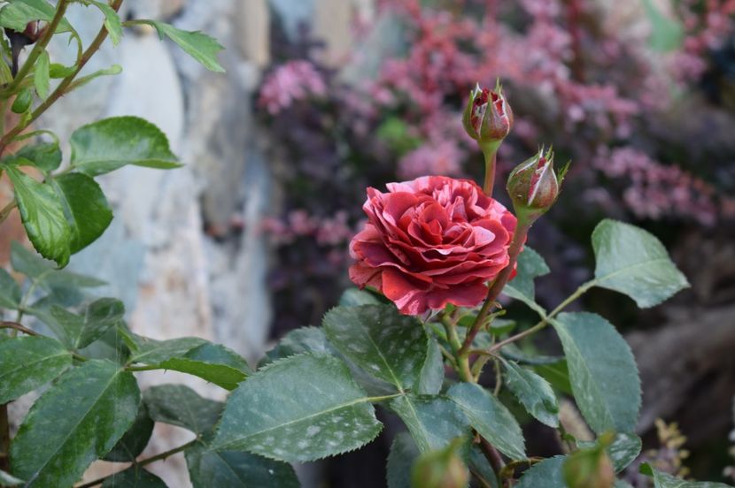  - TRANDAFIRI DE POVESTE I