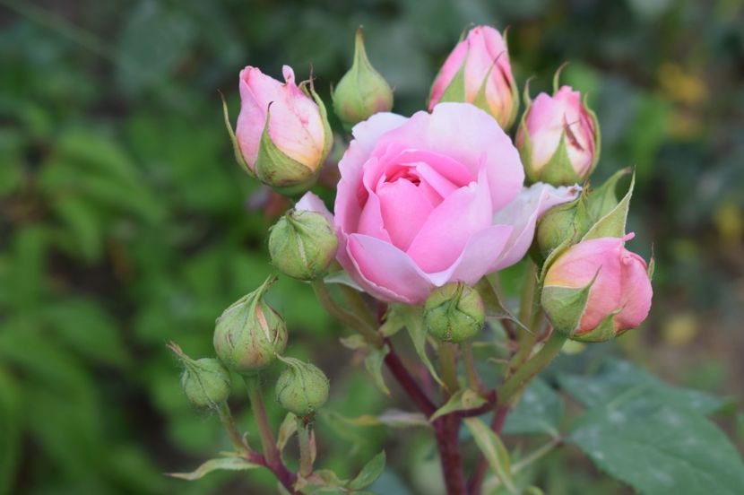  - TRANDAFIRI DE POVESTE I