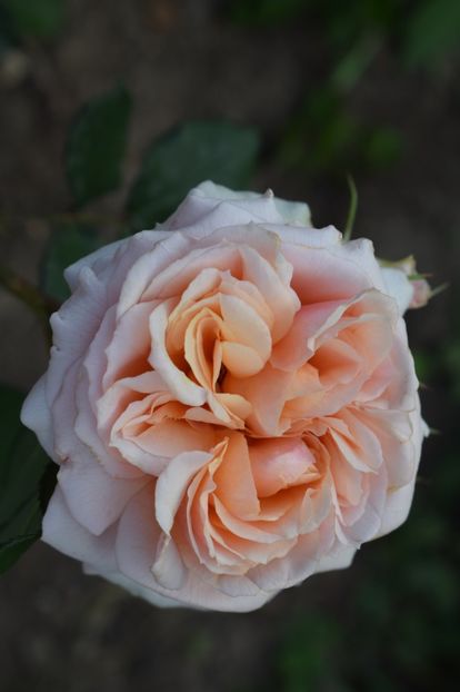  - TRANDAFIRI DE POVESTE I