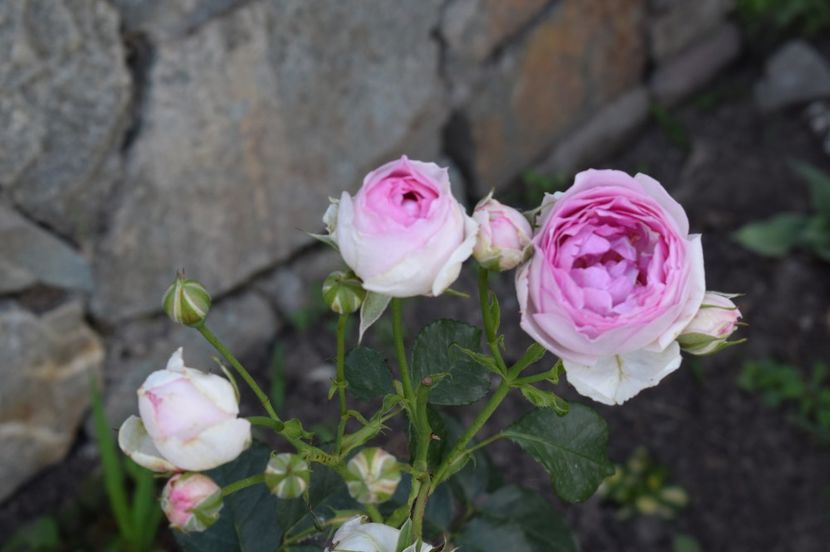  - TRANDAFIRI DE POVESTE I