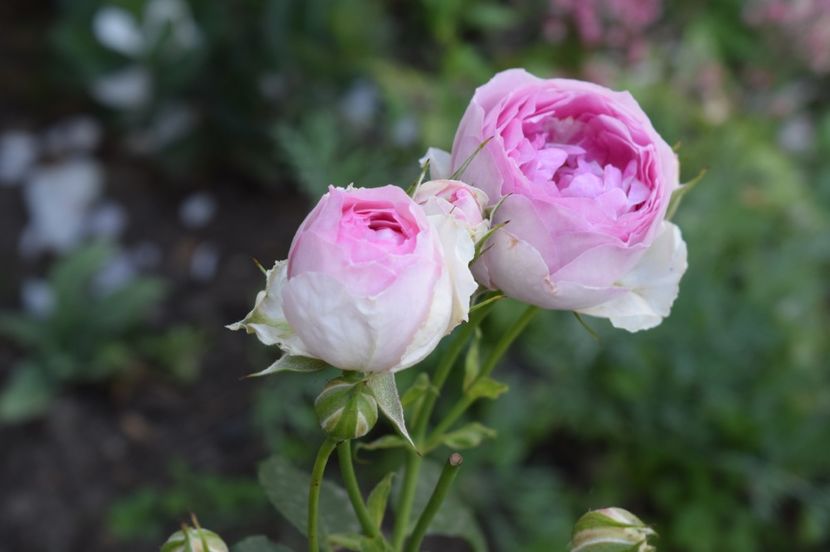  - TRANDAFIRI DE POVESTE I