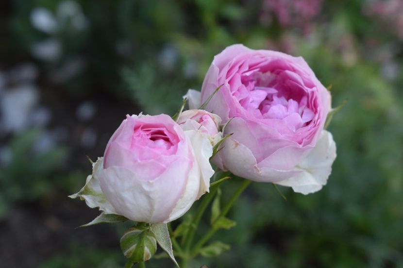  - TRANDAFIRI DE POVESTE I