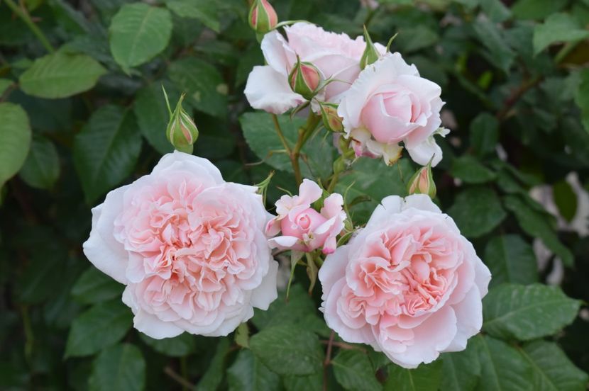  - TRANDAFIRI DE POVESTE I