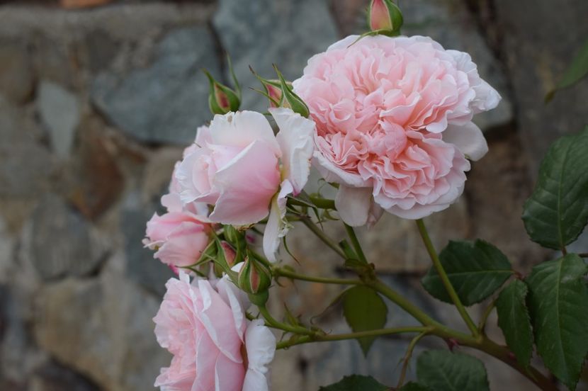  - TRANDAFIRI DE POVESTE I