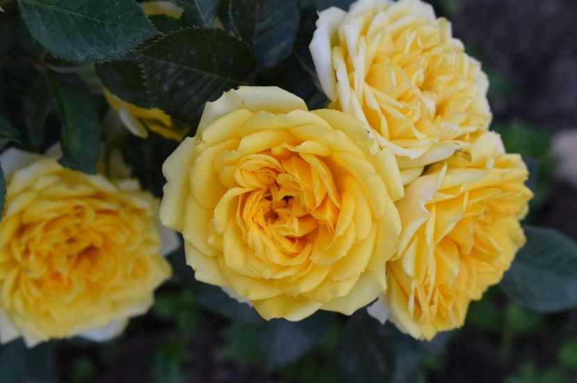  - TRANDAFIRI DE POVESTE I