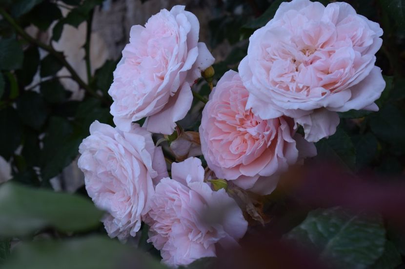  - TRANDAFIRI DE POVESTE I