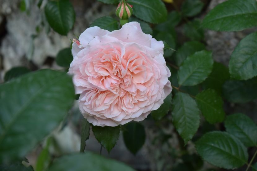  - TRANDAFIRI DE POVESTE I