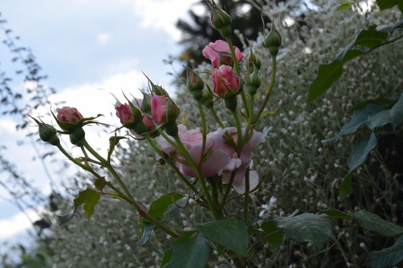  - TRANDAFIRI DE POVESTE I