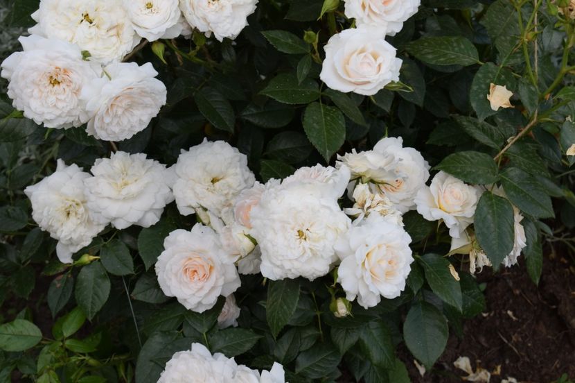  - TRANDAFIRI DE POVESTE I