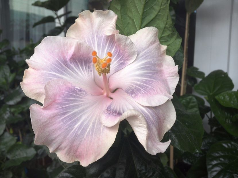 Tah. Princess - 0Hibiscus in colectie infloriti
