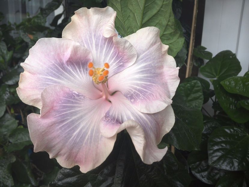 Tah. Princess - 0Hibiscus in colectie infloriti