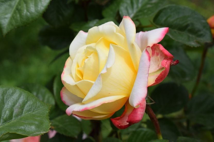  - TRANDAFIRI DE POVESTE I